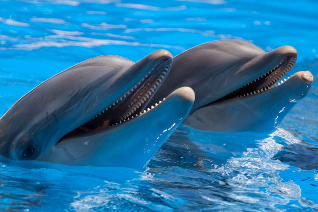 تحقق رویای بشر؛ ارتباط دوسویه با دلفینها